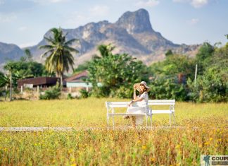 ดอกดาวกระจายที่ กระเพรา & coffee