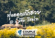 ทุ่งดอกเก๊กฮวย สระบุรี บิ๊กโจ๊ย คันทรี่ รีสอร์ท